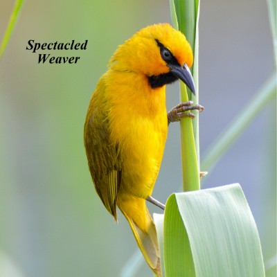 Spectacled Weaver